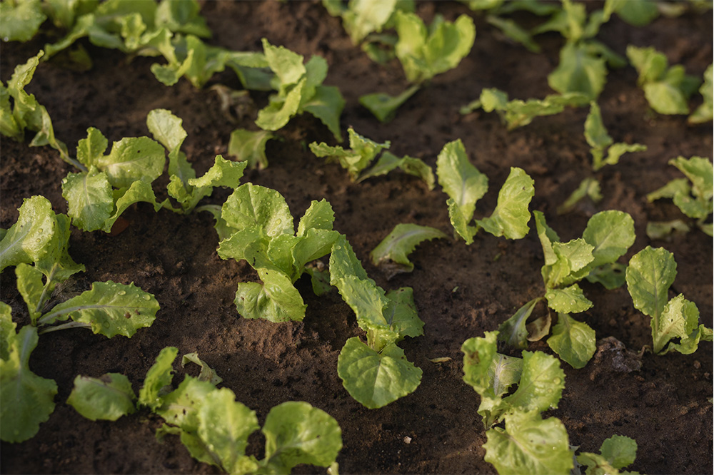 Vegetable gardens and cooking classes in Cam Thanh - Hoi An - Quang Nam