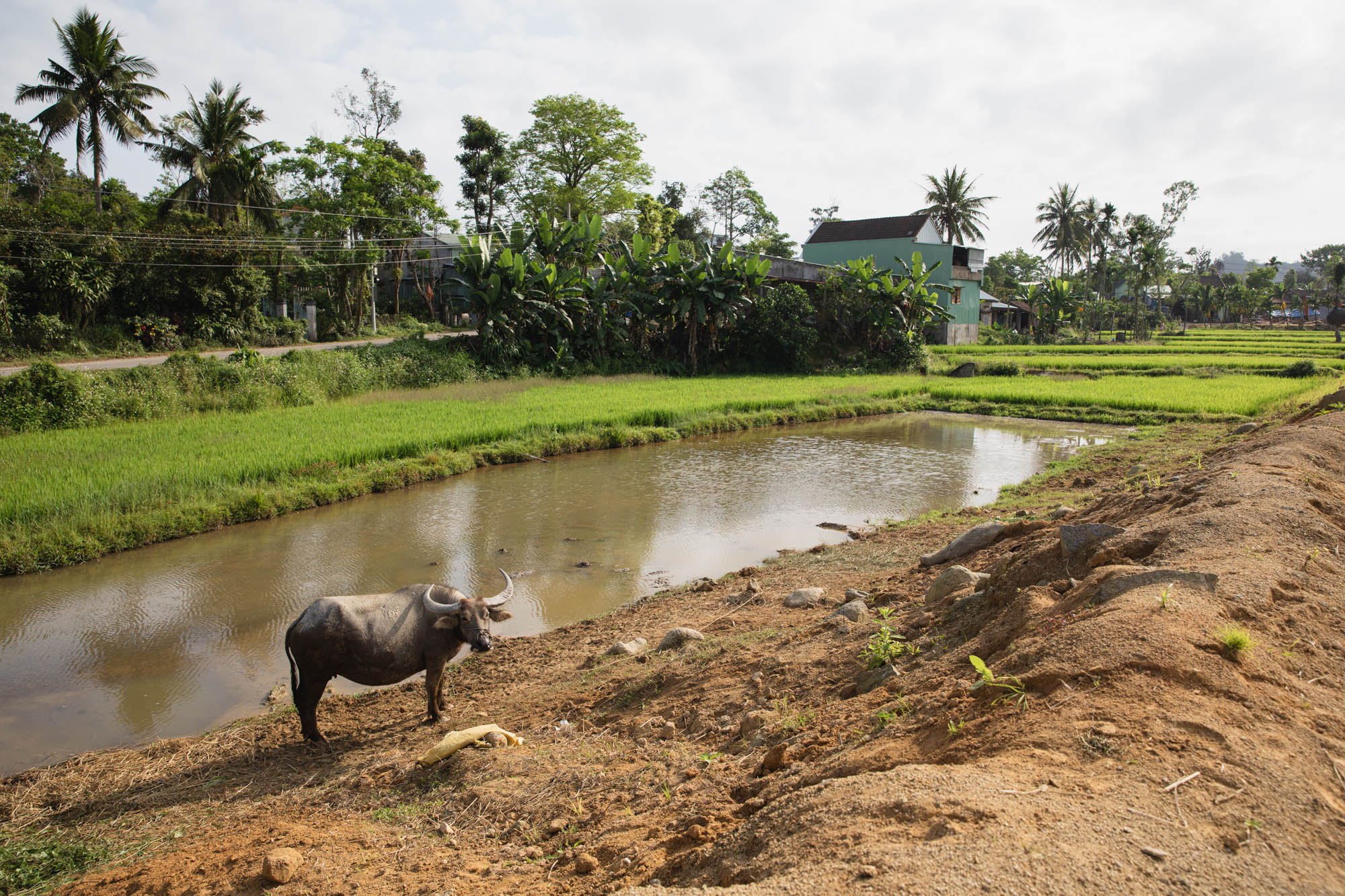Hoi An rice fields - Top cultural experiences in Hoi An Quang Nam