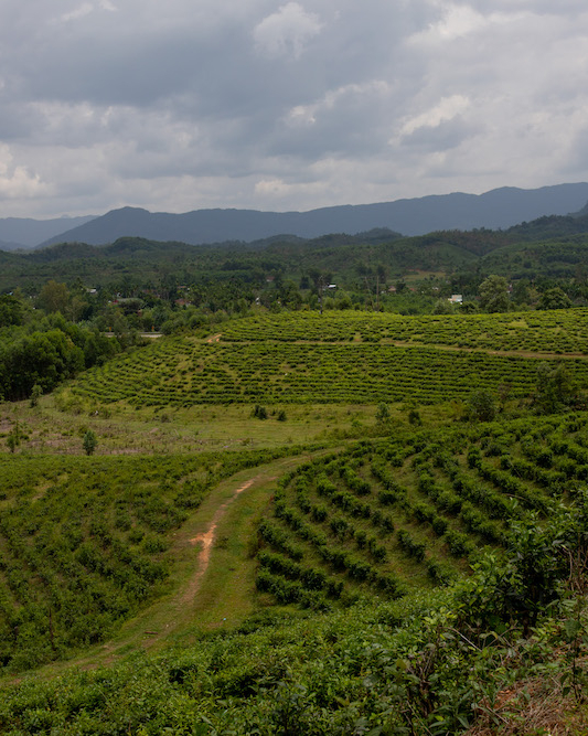 Best day trips from Hoi An: Dong Giang's tea hills