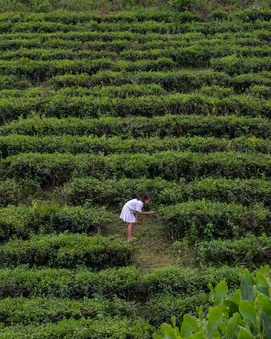 Best day trips from Hoi An: Dong Giang's tea hills