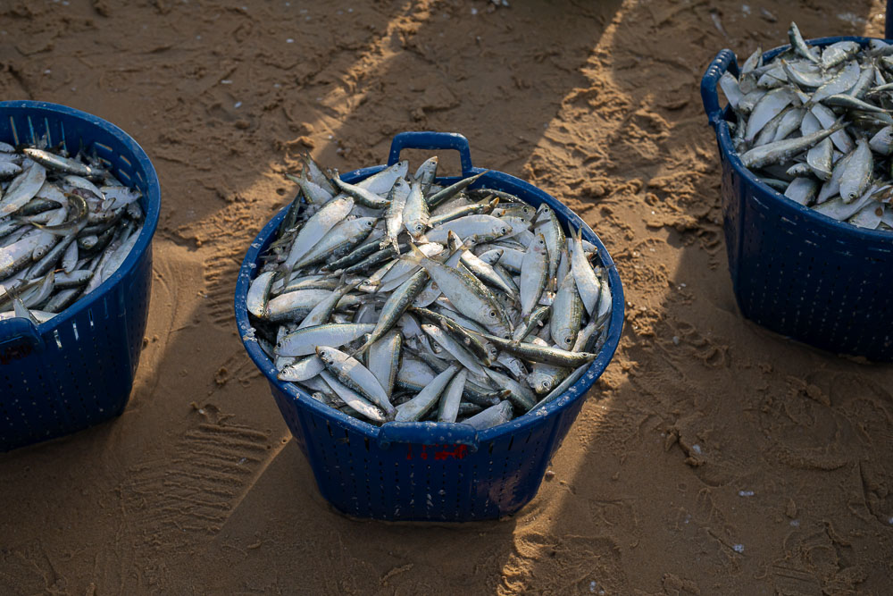 Kinh nghiệm tham quan chợ cá Tam Tiến tỉnh Quảng Nam