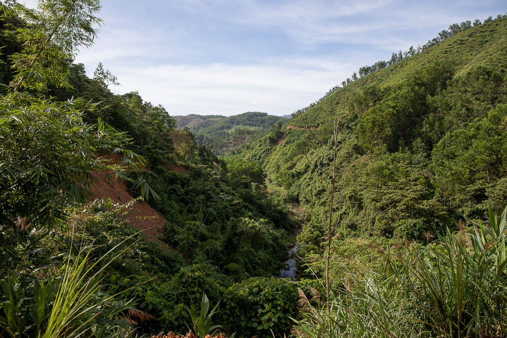 Cinnamon and ginseng grow in the forested mountains and hills of Dong Giang.