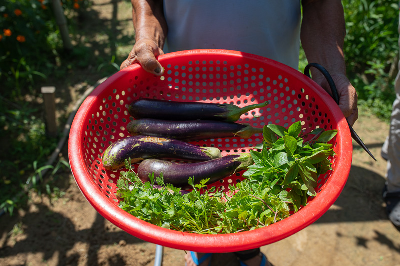 Join a cooking class in an organic farm